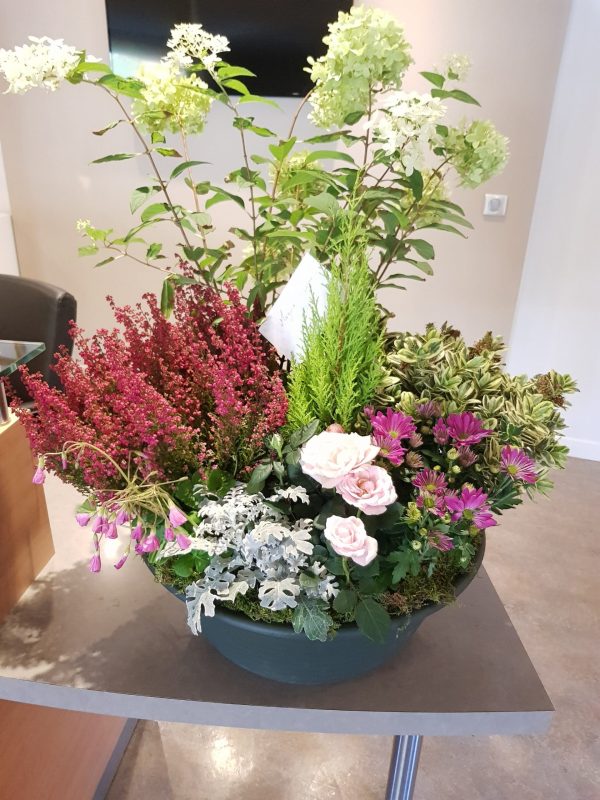 Composition de plantes – Image 7
