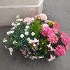 Composition de plantes – Image 2