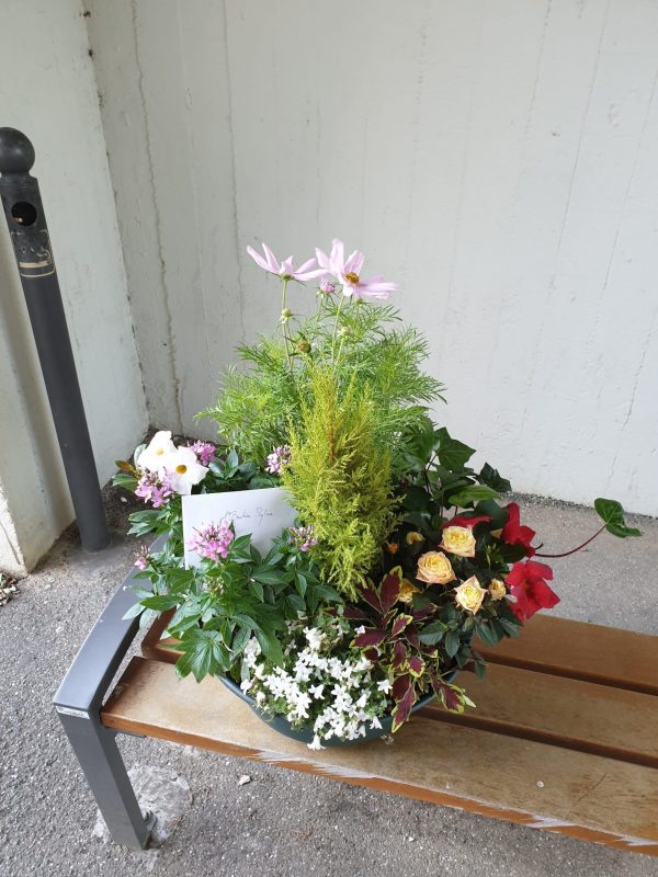 Composition de plantes – Image 3