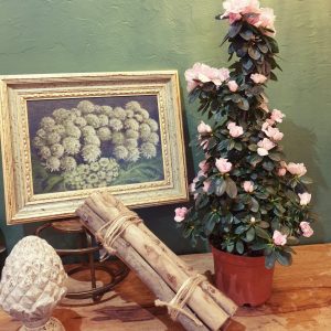 Plante azalée en cône