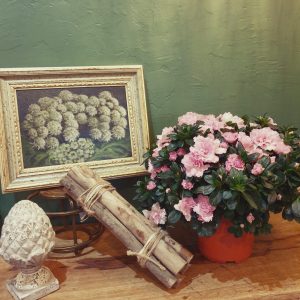 Plante azalée buisson