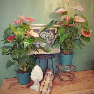 Anthurium