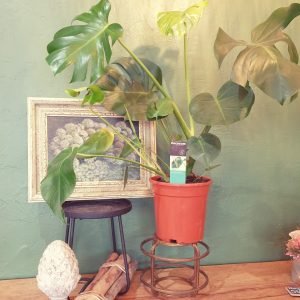 Monstera