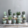 Baby Plante