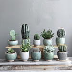 Baby Plante