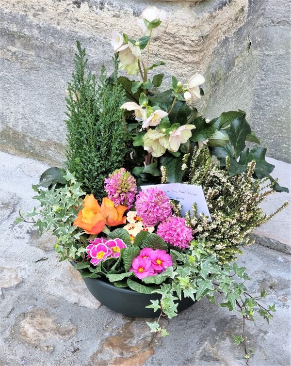 Composition de plantes