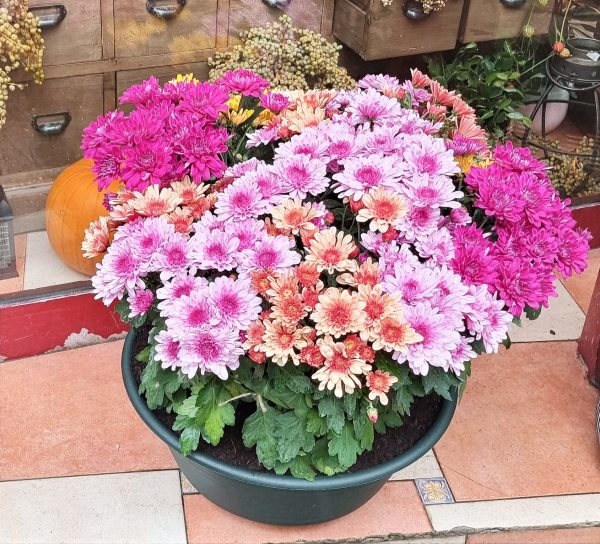 Composition de plantes – Image 6