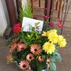 Composition de plantes – Image 5