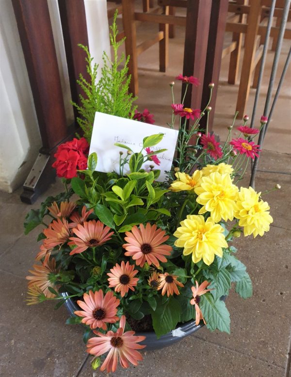 Composition de plantes – Image 5