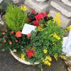 Composition de plantes – Image 4