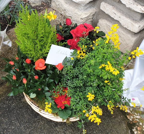 Composition de plantes – Image 4