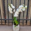 Orchidée Phalaenopsis – Image 3