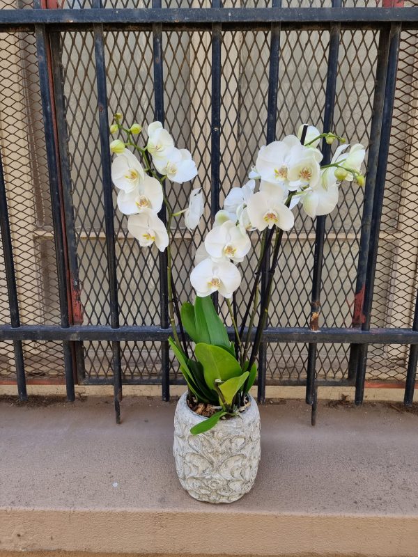 Orchidée Phalaenopsis – Image 3