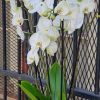 Orchidée Phalaenopsis
