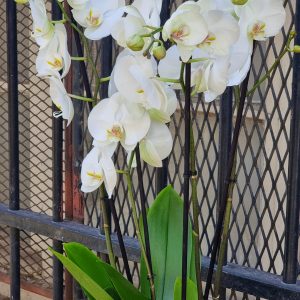 Orchidée Phalaenopsis
