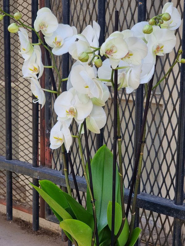 Orchidée Phalaenopsis