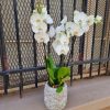 Orchidée Phalaenopsis – Image 4