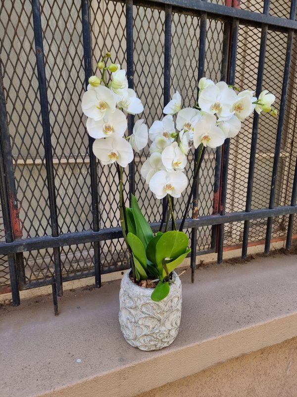 Orchidée Phalaenopsis – Image 4