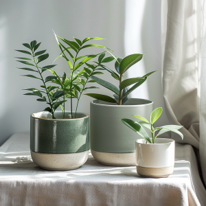 Plante Verte