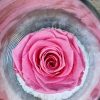 Rose Eternelle – Image 3
