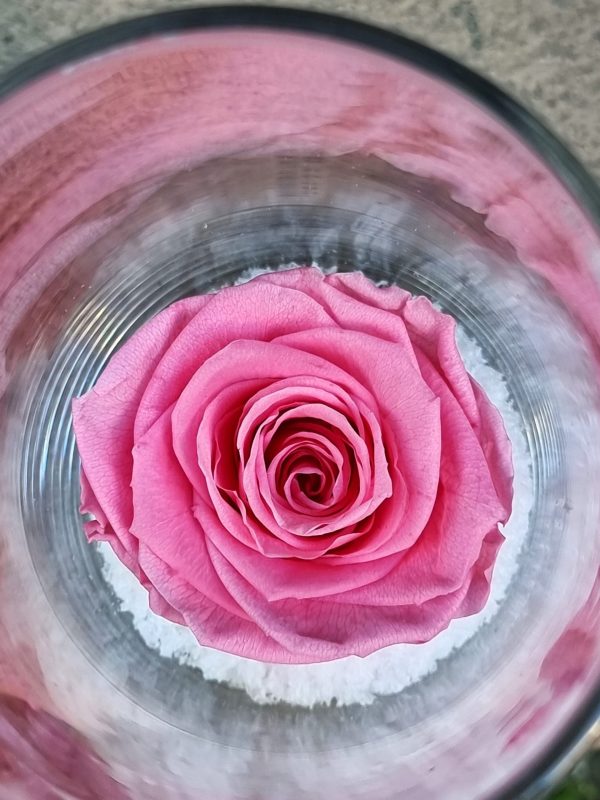 Rose Eternelle – Image 3