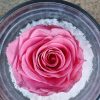 Rose Eternelle – Image 2