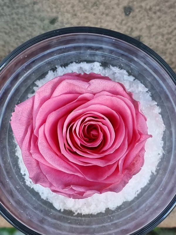 Rose Eternelle – Image 2