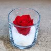 Rose Eternelle – Image 5