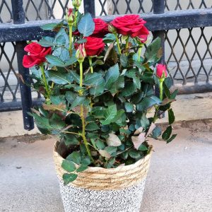 Rosier