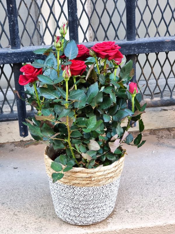 Rosier