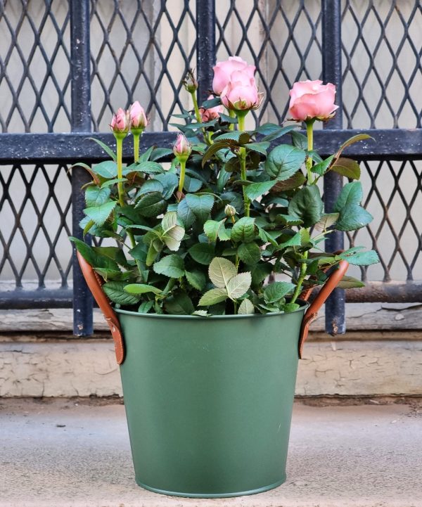 Rosier – Image 2
