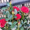 Rosier – Image 3