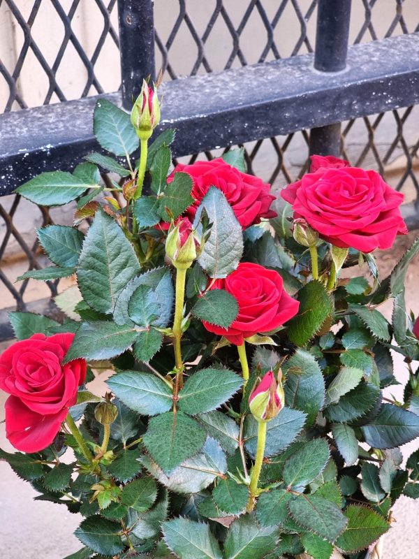 Rosier – Image 3