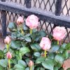 Rosier – Image 4