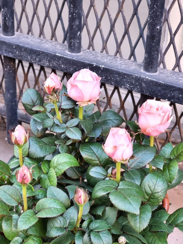 Rosier – Image 4