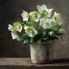 Hellebore (Rose de Noël)
