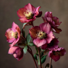 Hellebore (Rose de Noël) – Image 2
